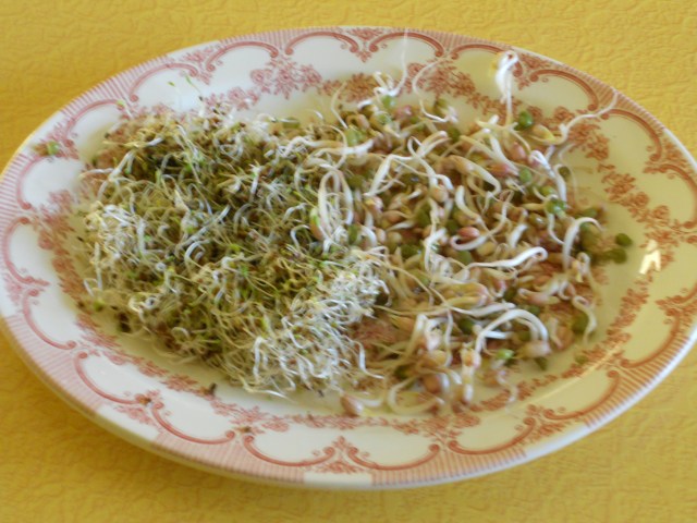 Crazy Easy Sprouts