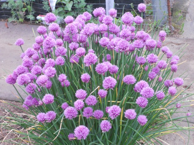 Be a farmer, Be a farmer, B-E-A-F-A-R-M-E-R