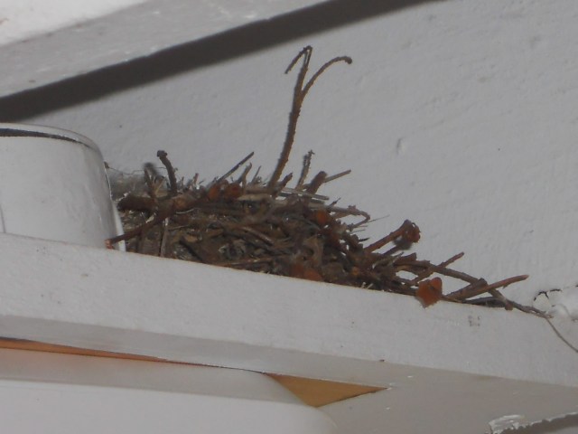 Sparrow's secret little nest