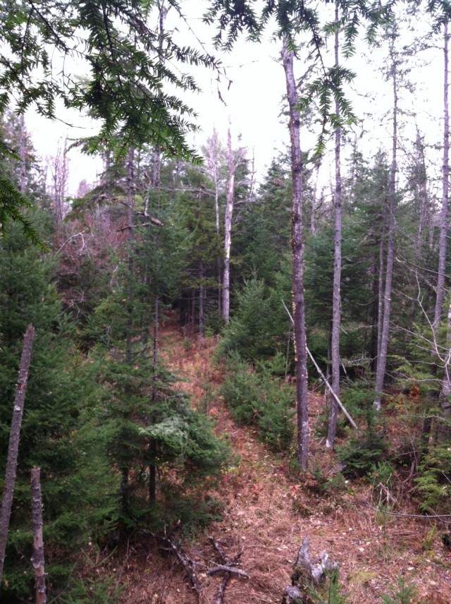 The view from the tree stand