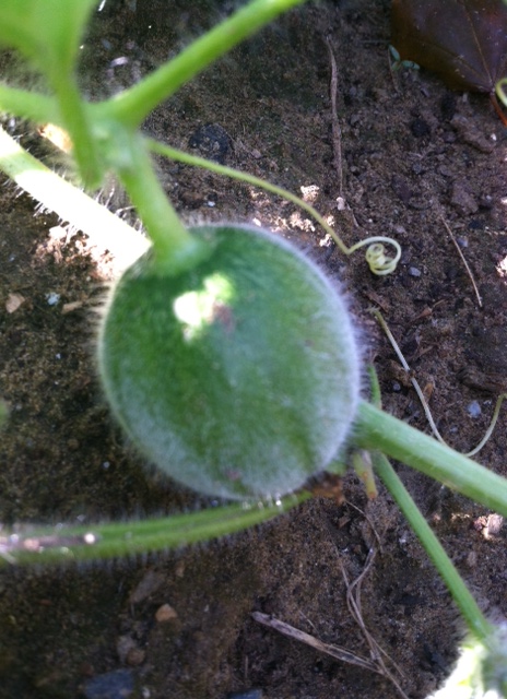 Don't grow melons next year, I can get them at the CSA