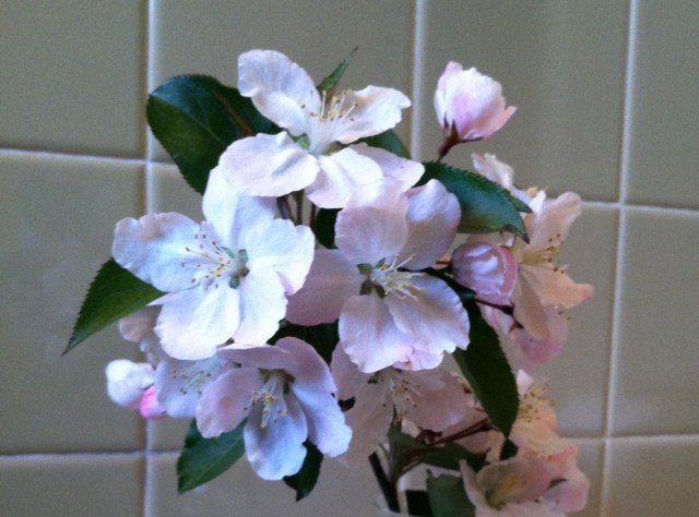Apple Blossom Time