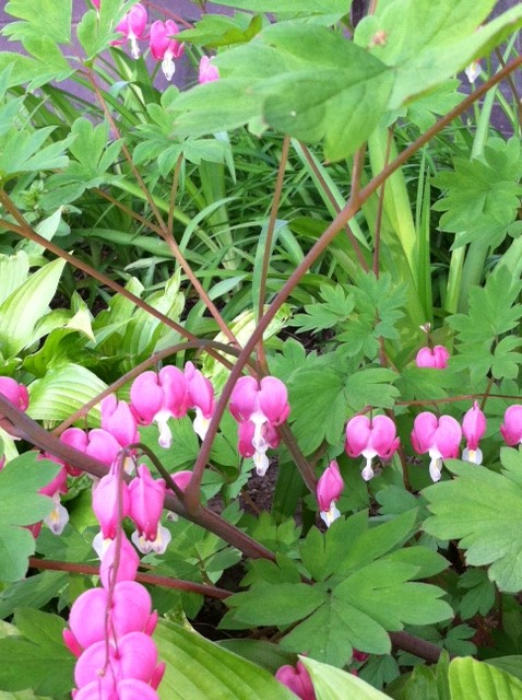 Bleeding Hearts at Motel Four