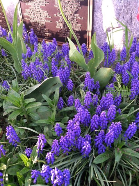 Purple Muscari