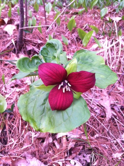 Trillium