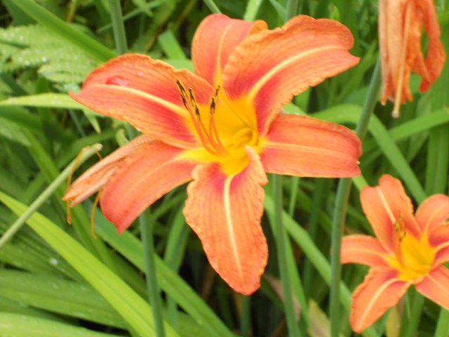 Just in time for Moxie