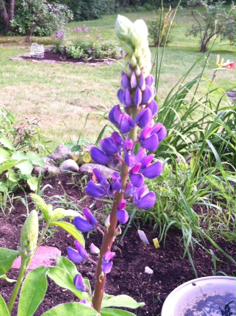 Late Blooming Lupine