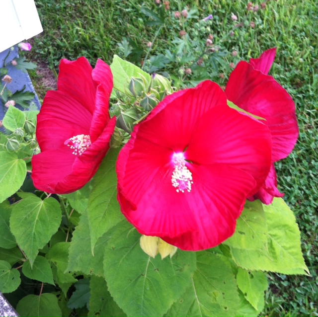 In the Palm of His Hand