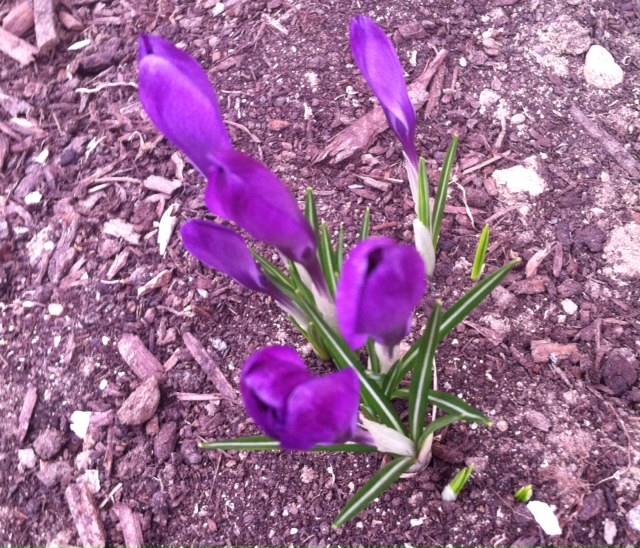 Crocus (2)