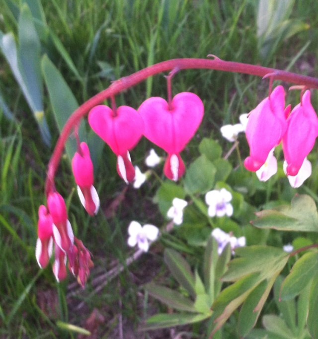 The Bleeding Heart