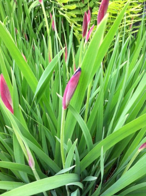 Getting Ready to Bloom