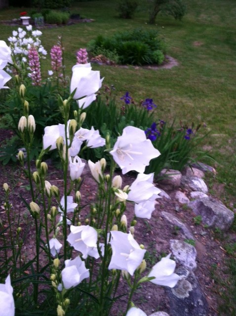 White Balloon Flower