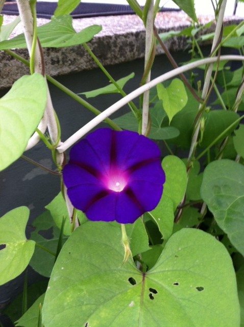 Morning Glories