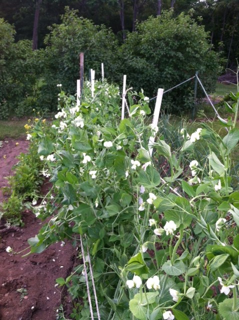 Tall Snap Peas
