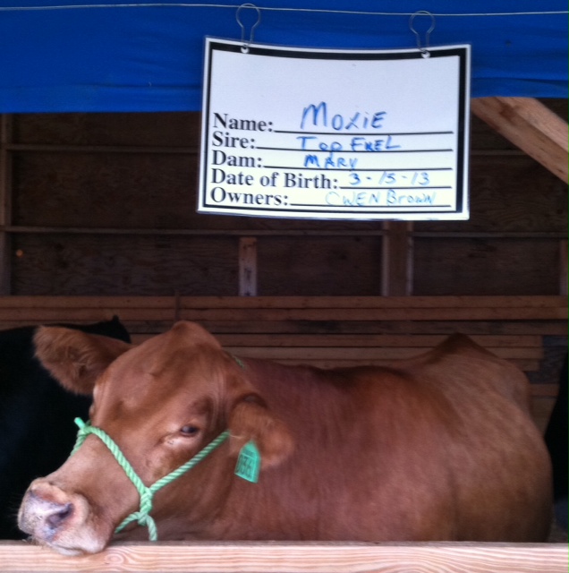 A Cow Called Moxie