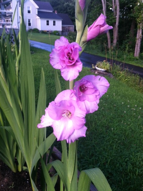 Glads