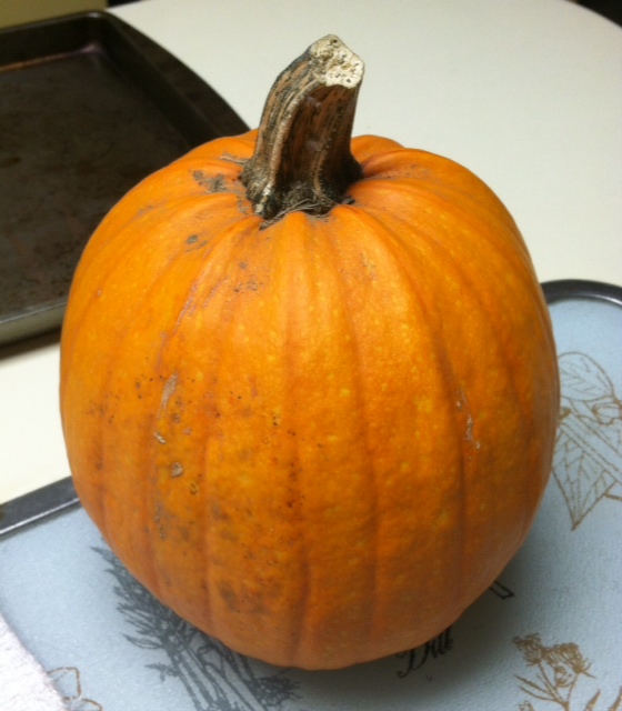 The Pumpkin I Grew