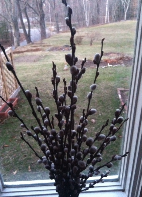 Pussy Willows