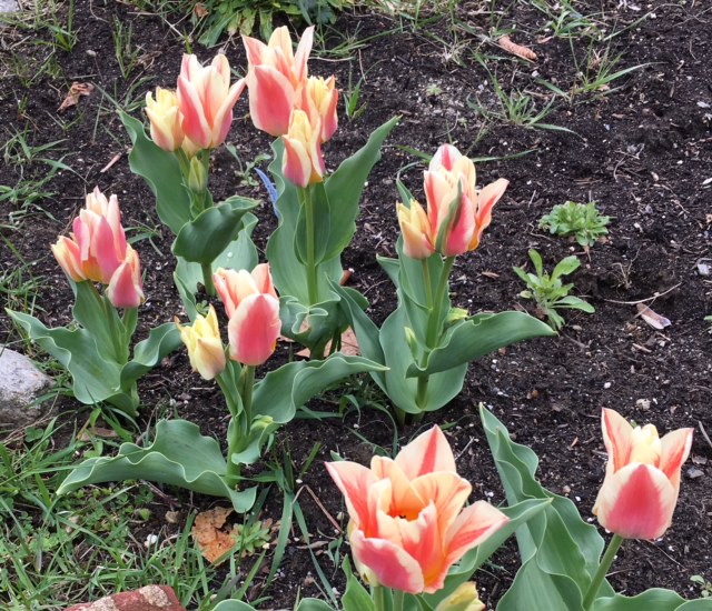 More Tulips