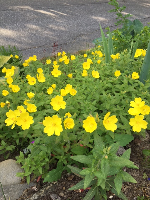 Along The Primrose Path