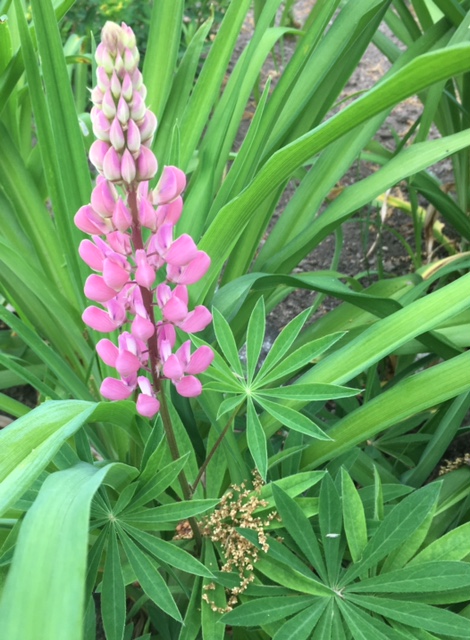 Pink Lupine