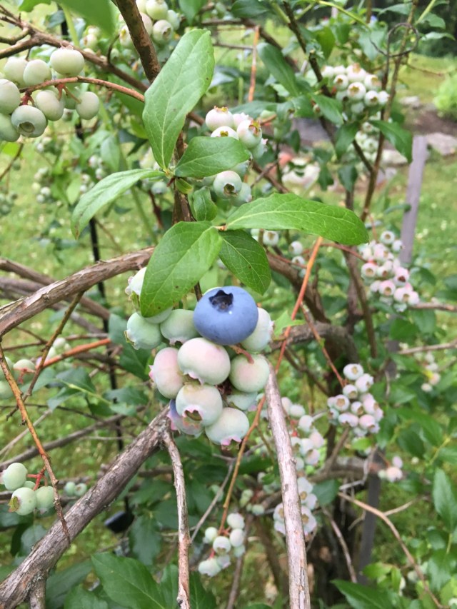 First Blueberries